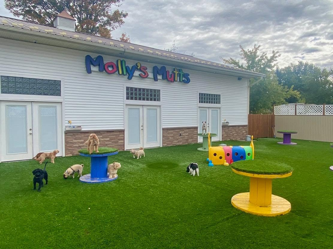 Wide view of the Molly's Mutts yard with colorful play equipment and dogs exploring.