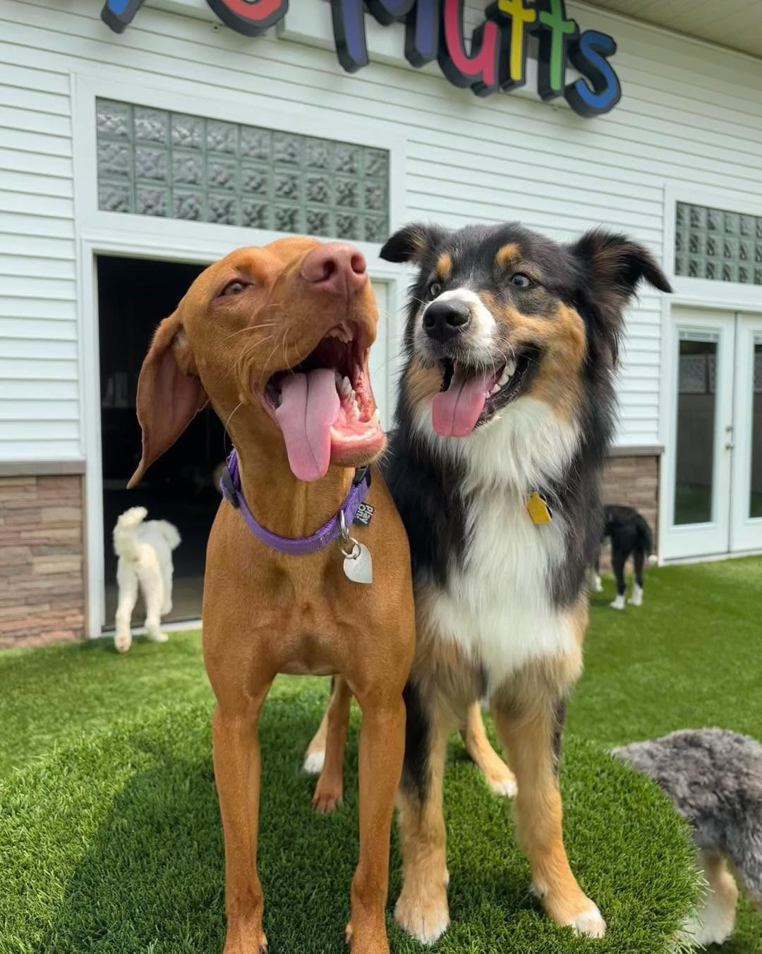 Two happy dogs enjoying the outdoor play yard at Molly's Mutts.