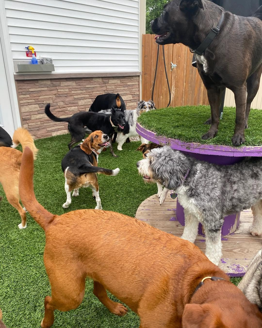 Several dogs socializing together around a purple play platform in the yard.