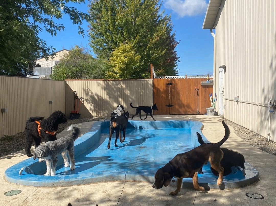 Dogs playing around the blue splash pool area on a sunny day.