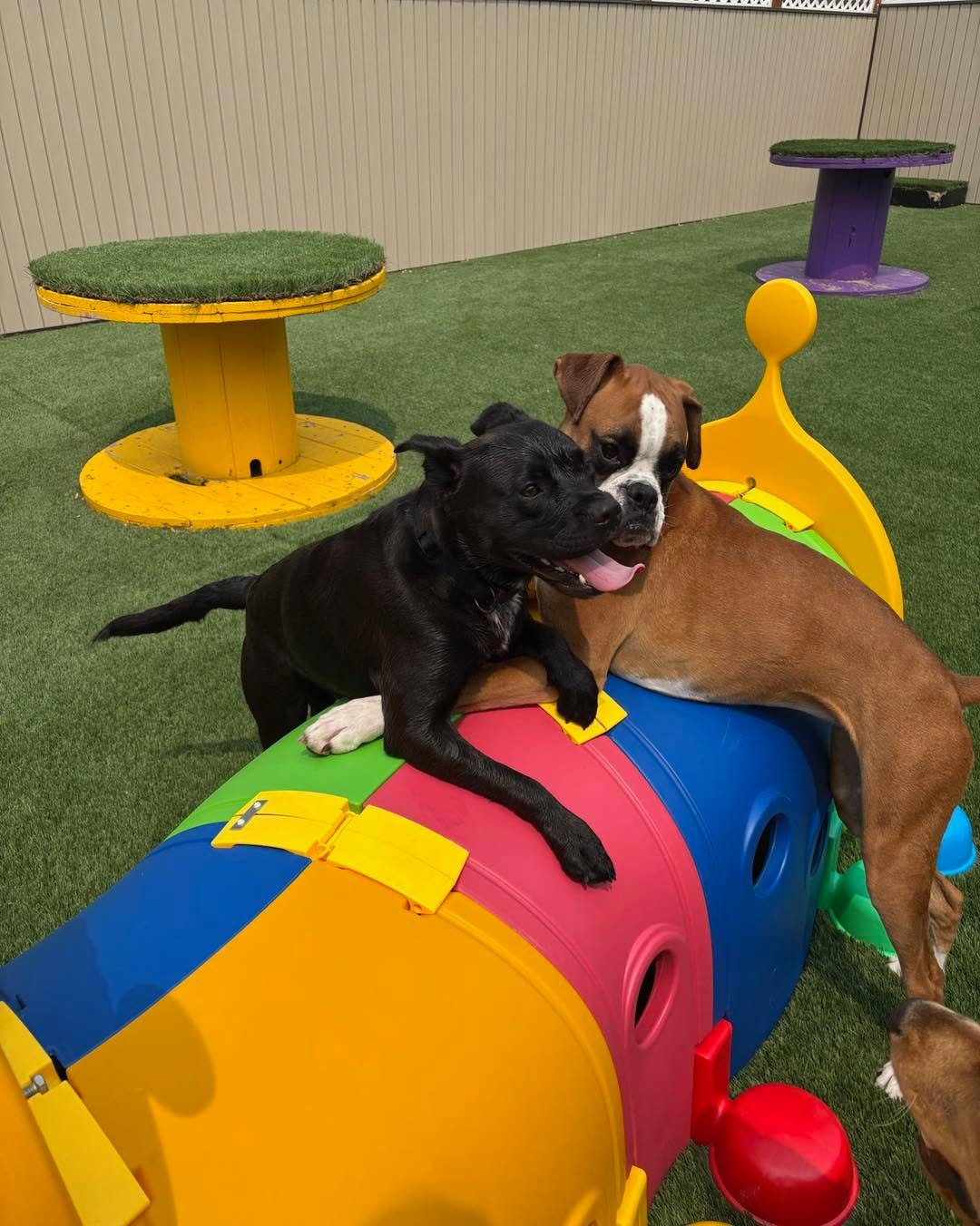Two dogs cuddling on top of a rainbow tunnel play structure.