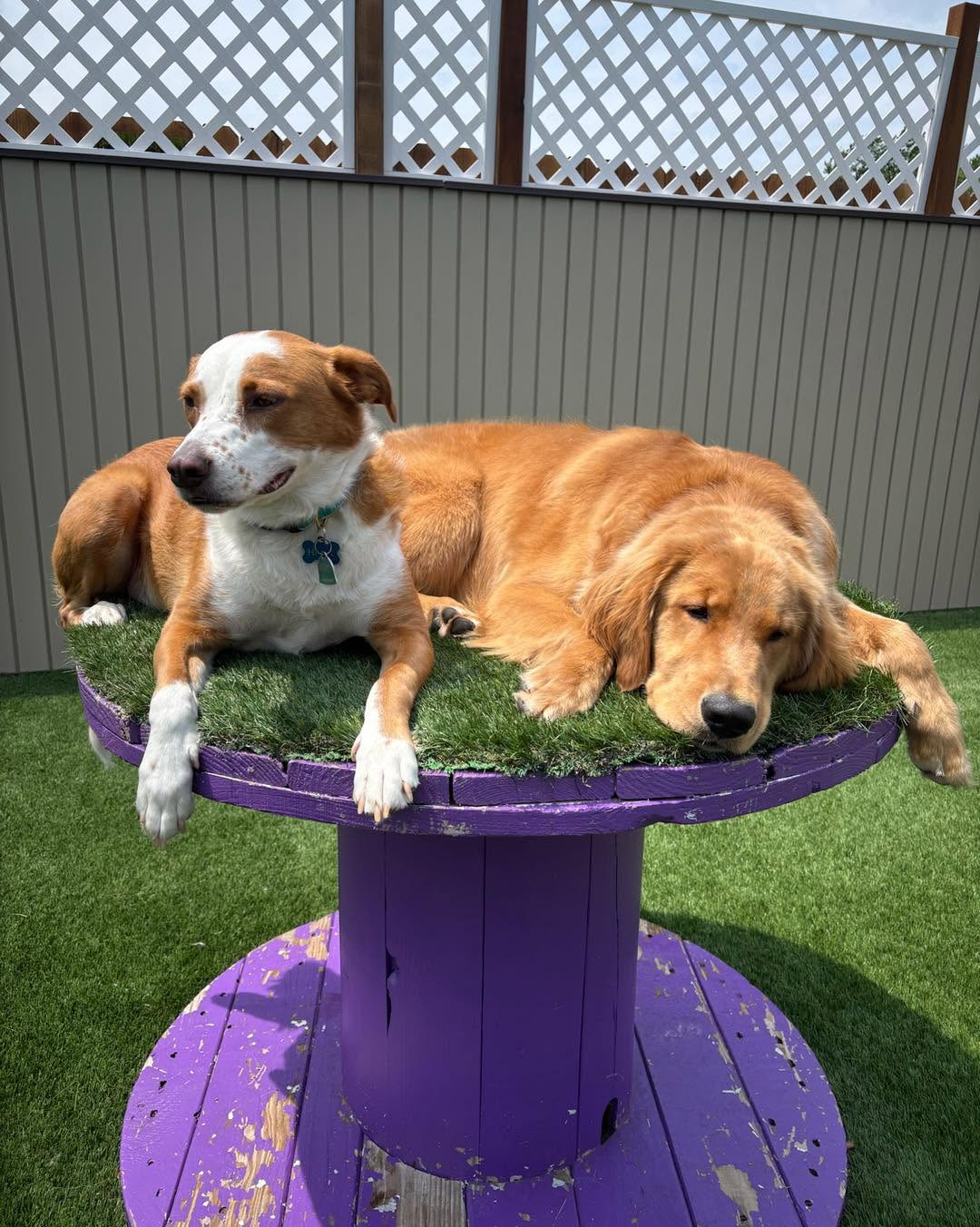 Two relaxed dogs lounging on a purple platform in the sun.