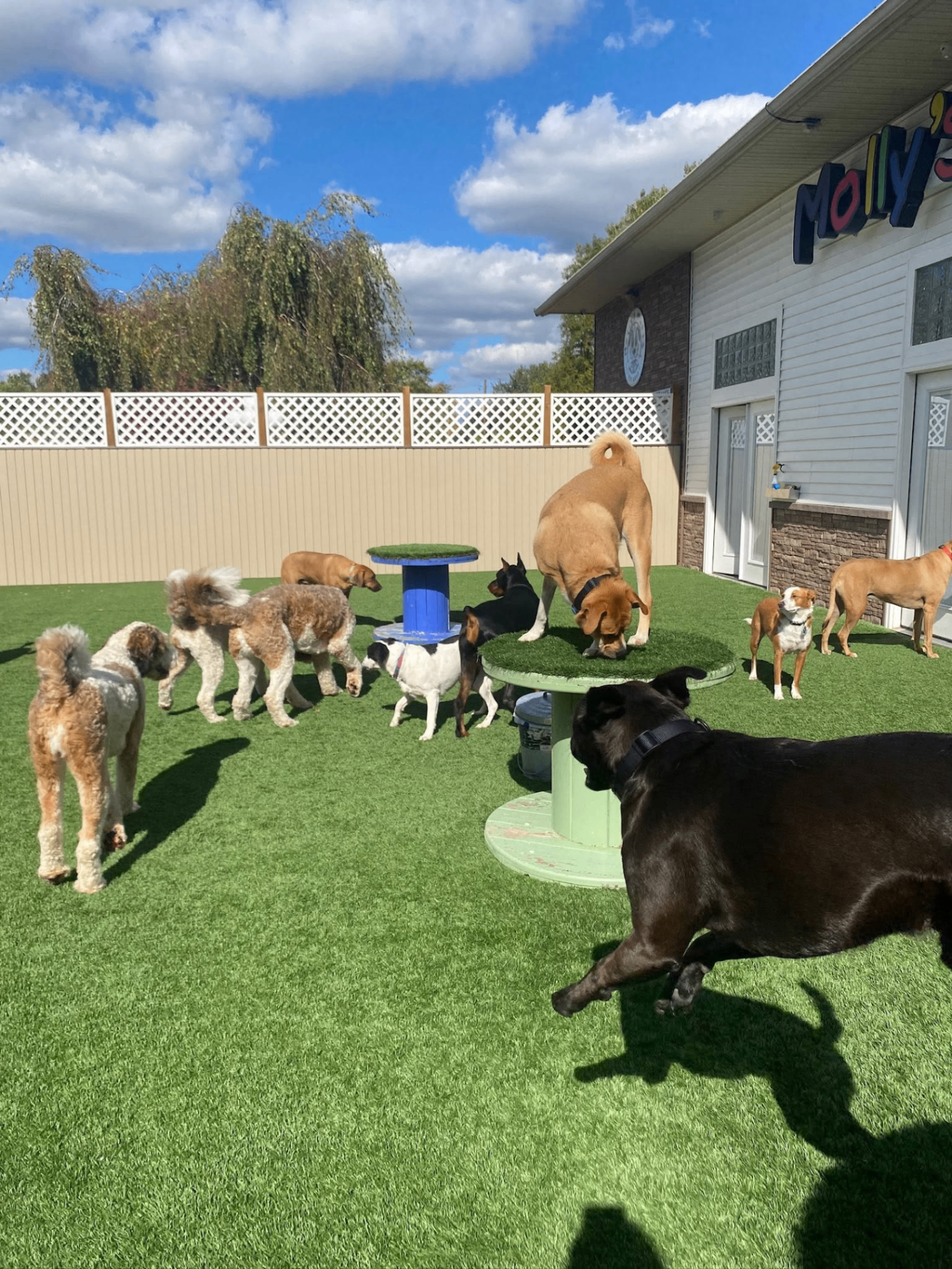 Dogs enjoying a sunny day in the Molly's Mutts play yard.