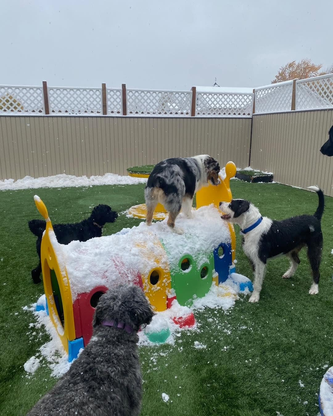 Dogs exploring and playing around a snow-covered rainbow tunnel.