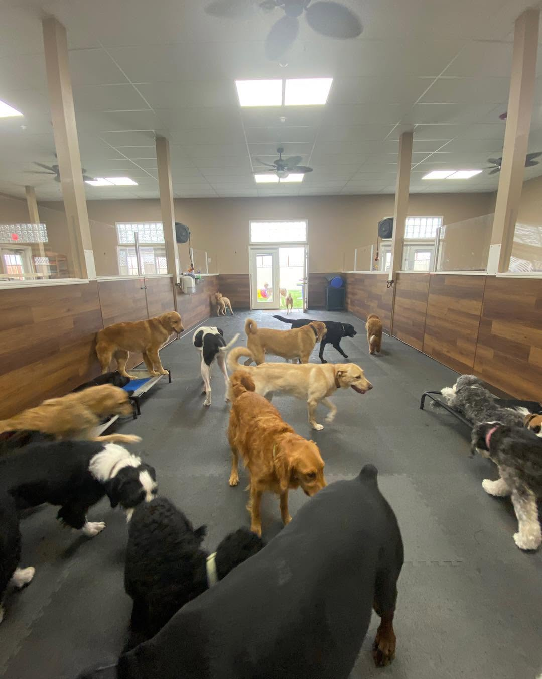 Pack of dogs enjoying the boarding play area.
