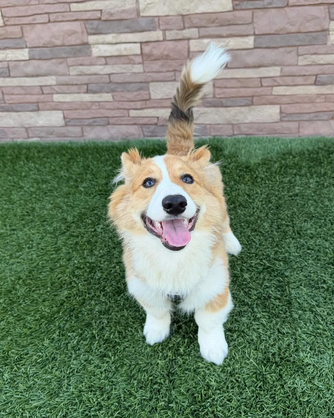 Happy corgi smiling on the grass.