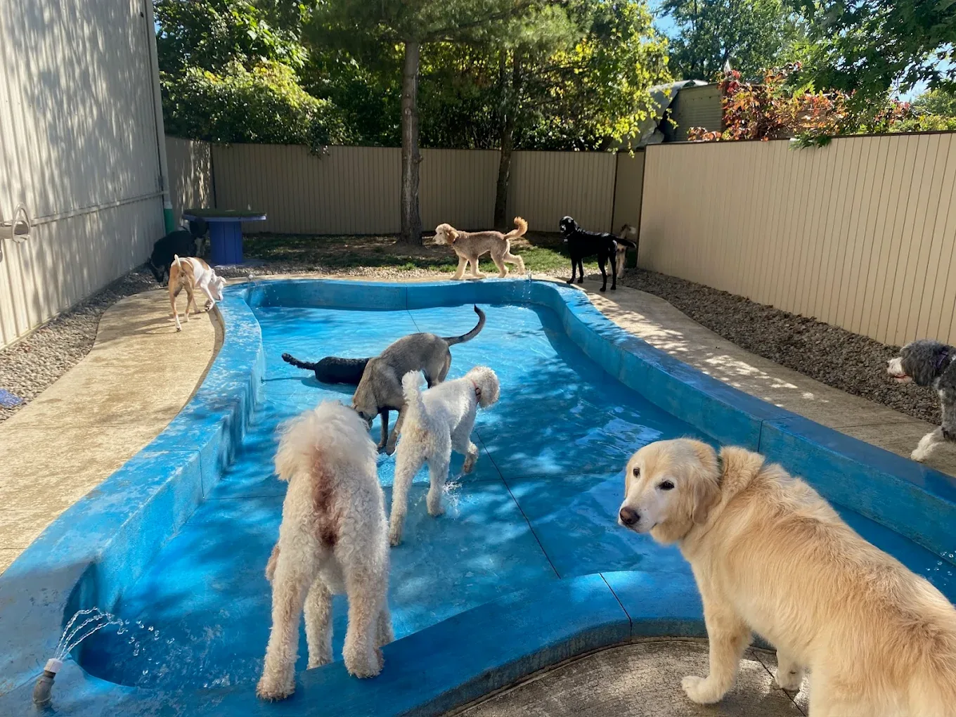 Dogs cooling off in Molly's Mutts splash pool.