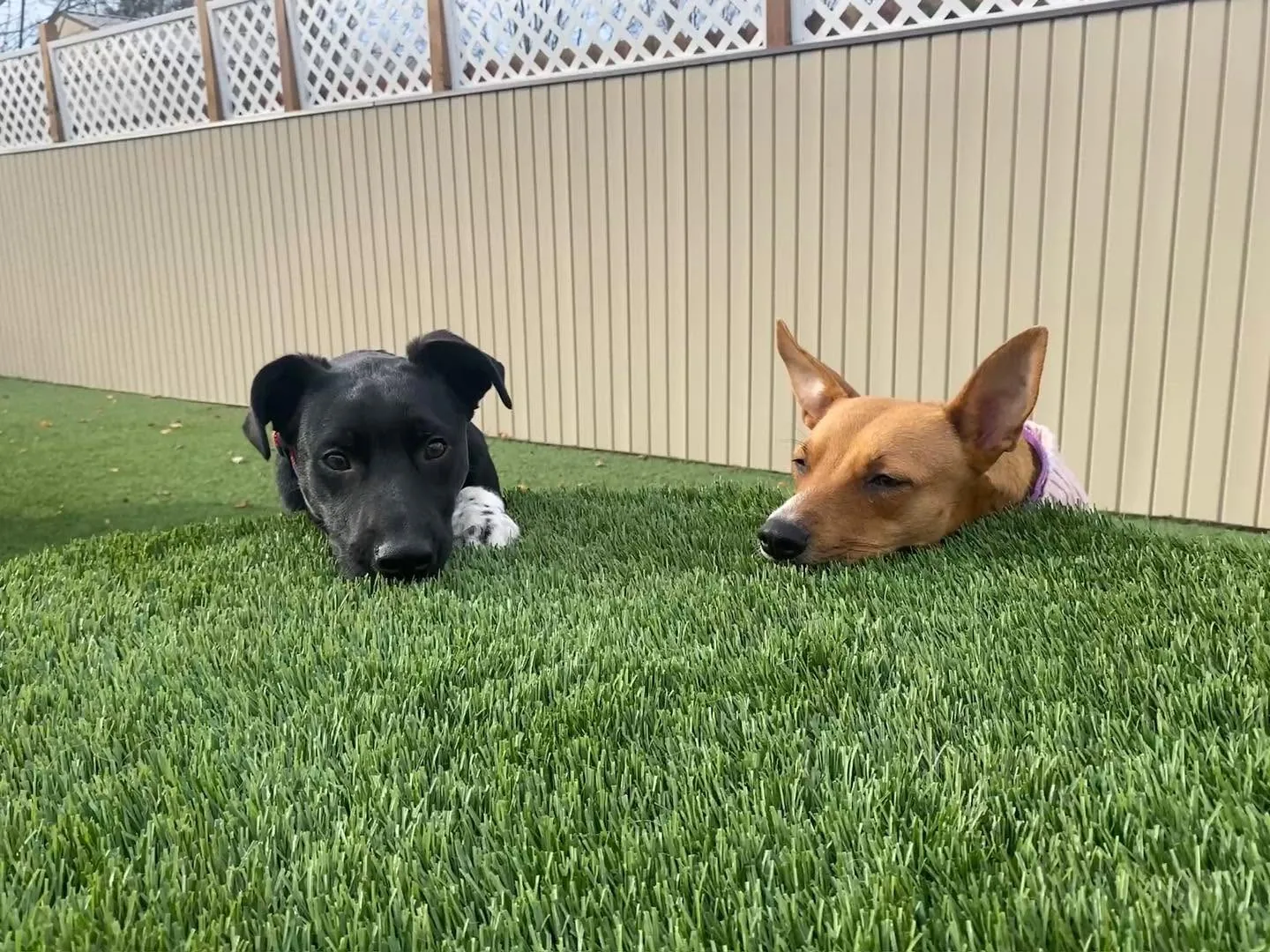 Two dogs relaxing side by side.
