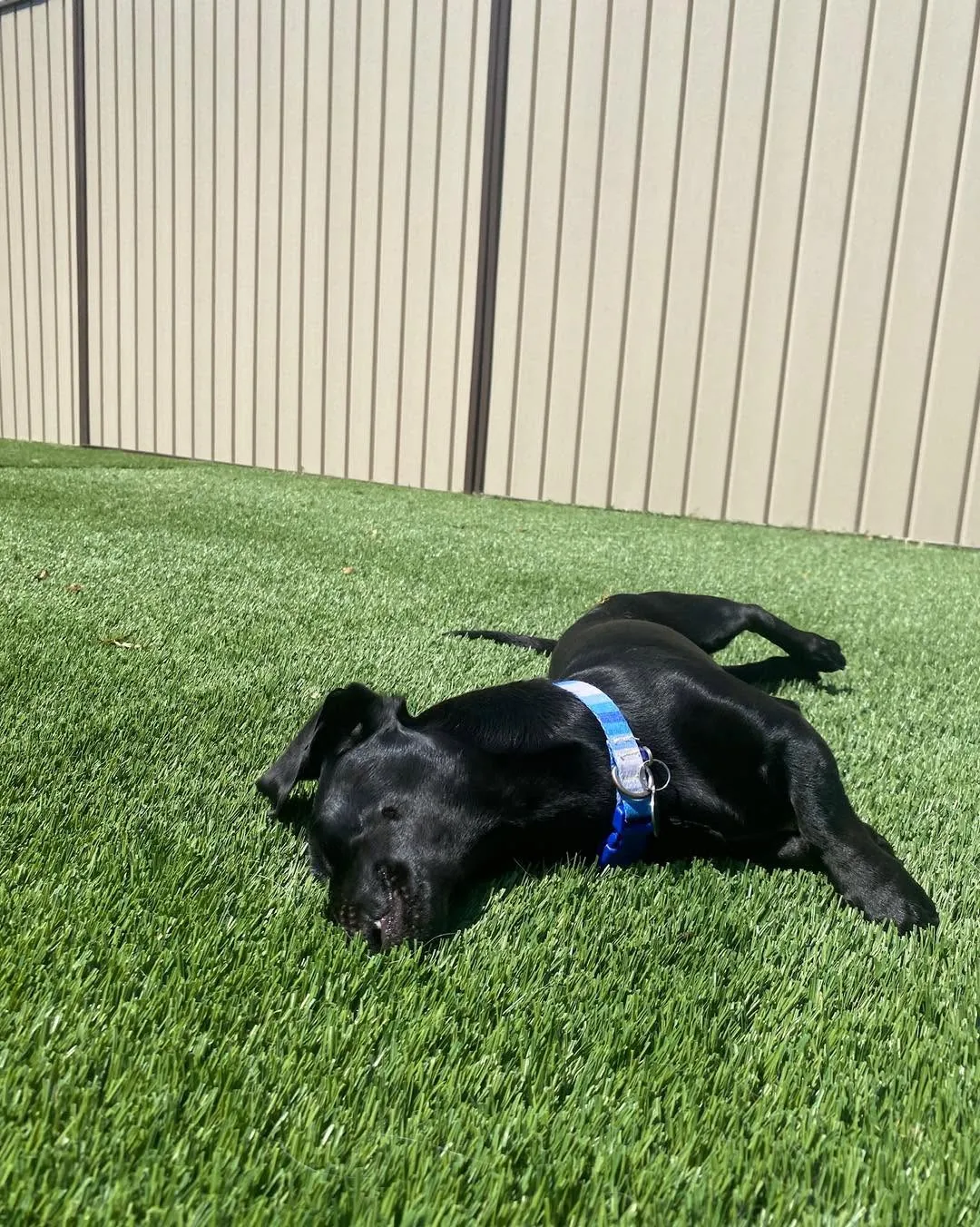 A black puppy resting peacefully on the turf.