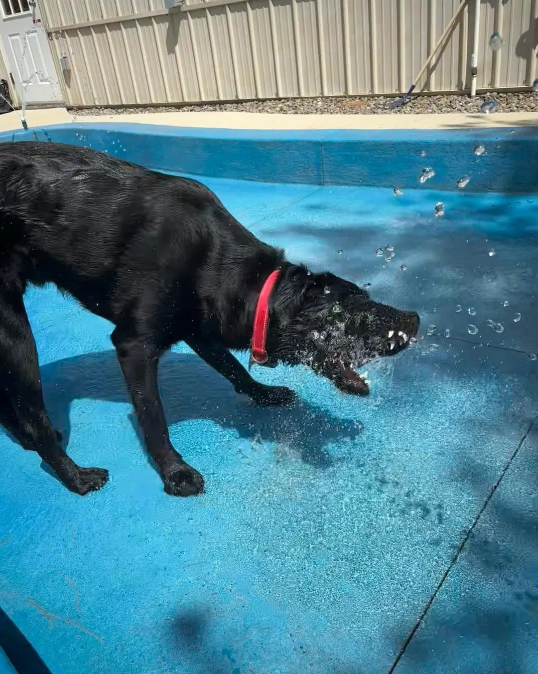 A playful black dog snapping at water droplets.