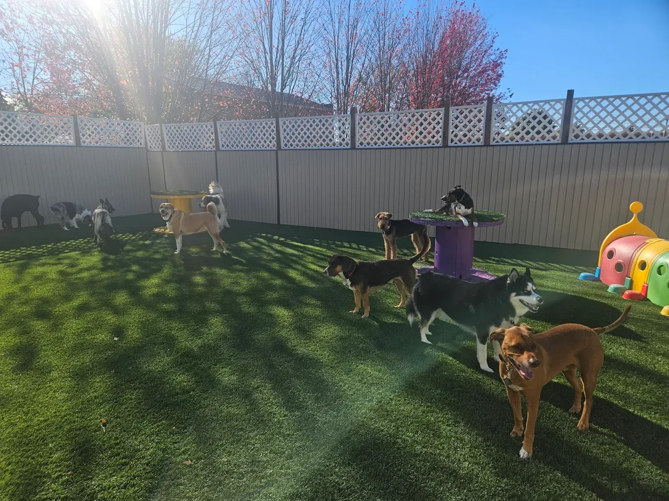Dogs enjoying open play space in the outdoor yard.